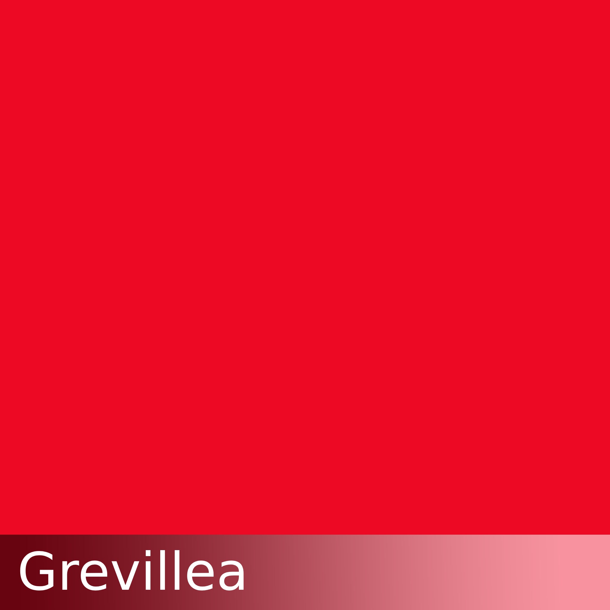 Kraftkolour Dye: Grevillea
